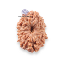 Load image into Gallery viewer, 12 Mukhi Indonesian Rudraksha - Bead No. 346
