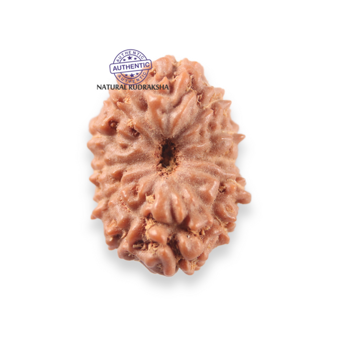12 Mukhi Indonesian Rudraksha - Bead No. 346