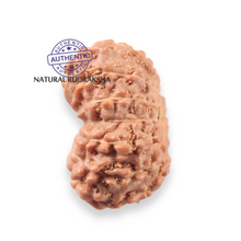 Load image into Gallery viewer, 12 Mukhi Indonesian Rudraksha - Bead No. 346
