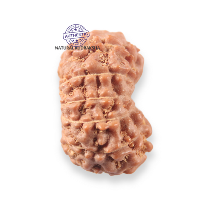 12 Mukhi Indonesian Rudraksha - Bead No. 346