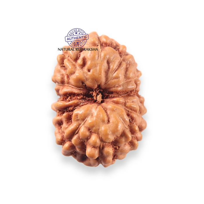 12 Mukhi Indonesian Rudraksha - Bead No. 347