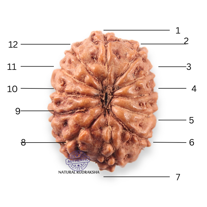 12 Mukhi Indonesian Rudraksha - Bead No. 348