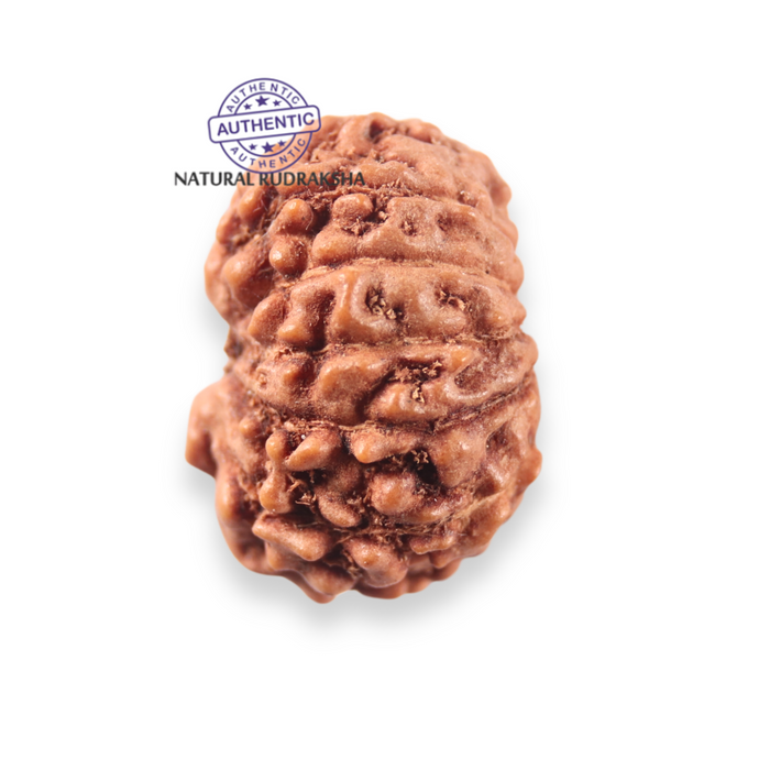 12 Mukhi Indonesian Rudraksha - Bead No. 348