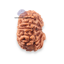 Load image into Gallery viewer, 12 Mukhi Indonesian Rudraksha - Bead No. 348
