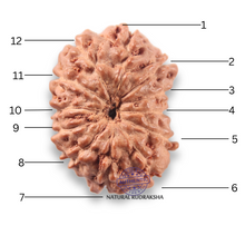 Load image into Gallery viewer, 12 Mukhi Indonesian Rudraksha - Bead No. 350
