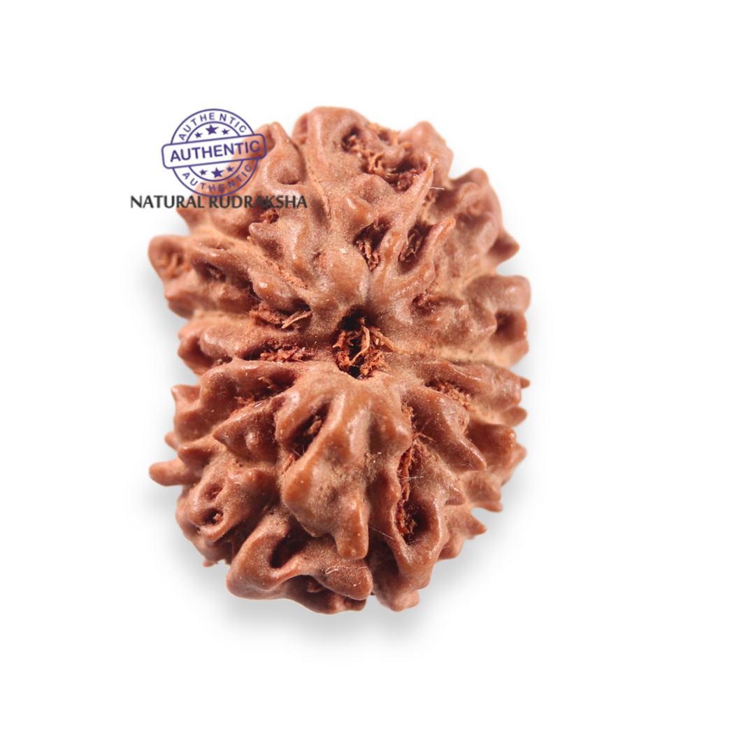 12 Mukhi Indonesian Rudraksha - Bead No. 350