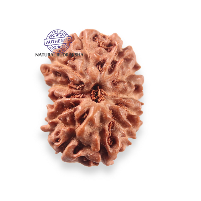 12 Mukhi Indonesian Rudraksha - Bead No. 350