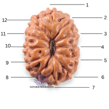 Load image into Gallery viewer, 12 Mukhi Indonesian Rudraksha - Bead No. 351
