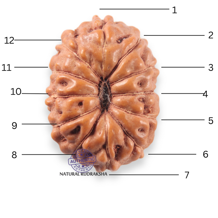 12 Mukhi Indonesian Rudraksha - Bead No. 351