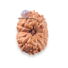 Load image into Gallery viewer, 12 Mukhi Indonesian Rudraksha - Bead No. 351
