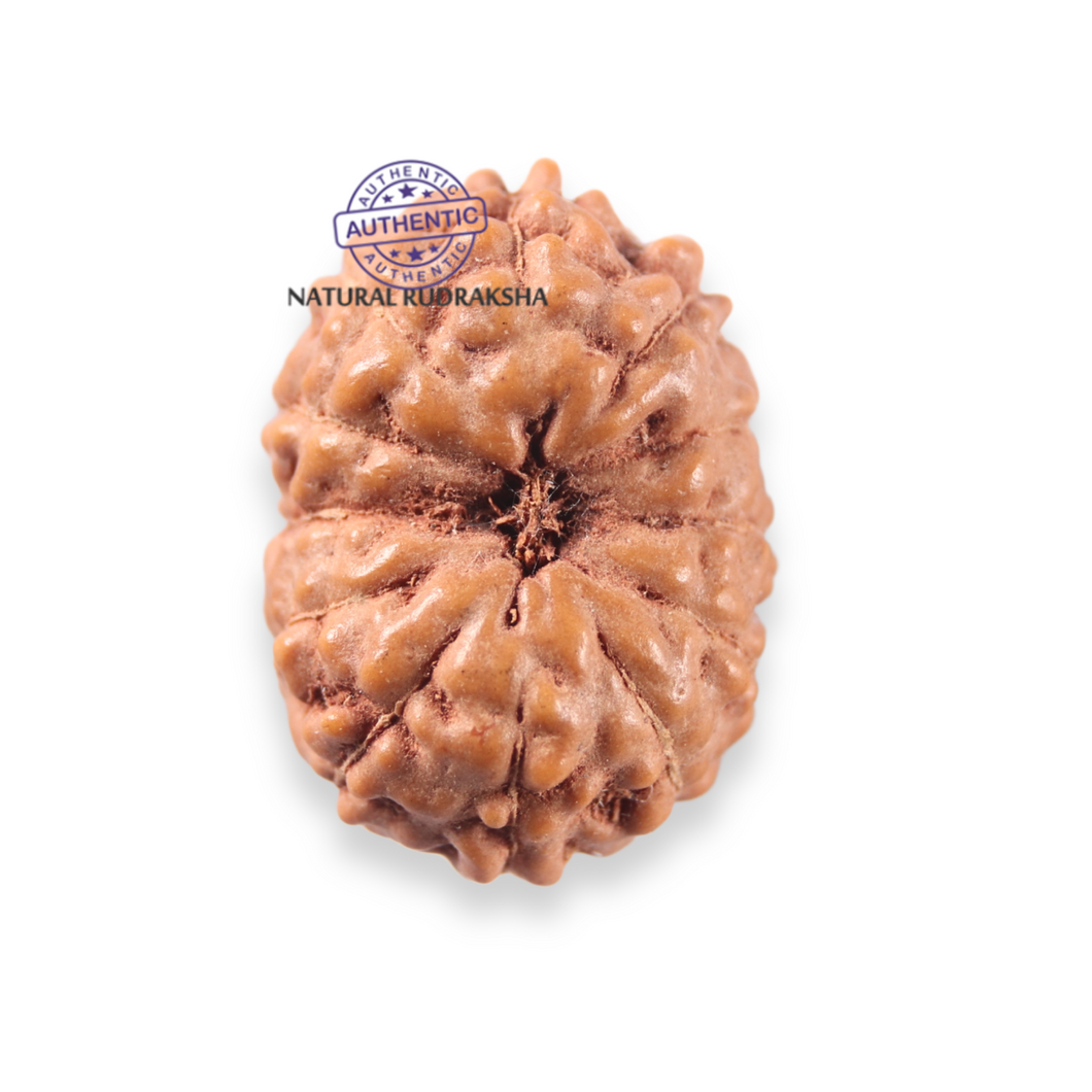 12 Mukhi Indonesian Rudraksha - Bead No. 351