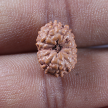 Load image into Gallery viewer, 12 Mukhi Indonesian Rudraksha - Bead No. 351

