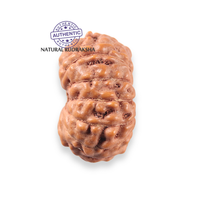 12 Mukhi Indonesian Rudraksha - Bead No. 351