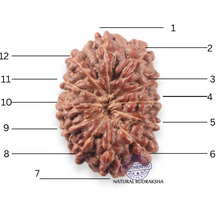 Load image into Gallery viewer, 12 Mukhi Indonesian Rudraksha - Bead No. 352
