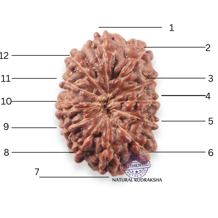 12 Mukhi Indonesian Rudraksha - Bead No. 352