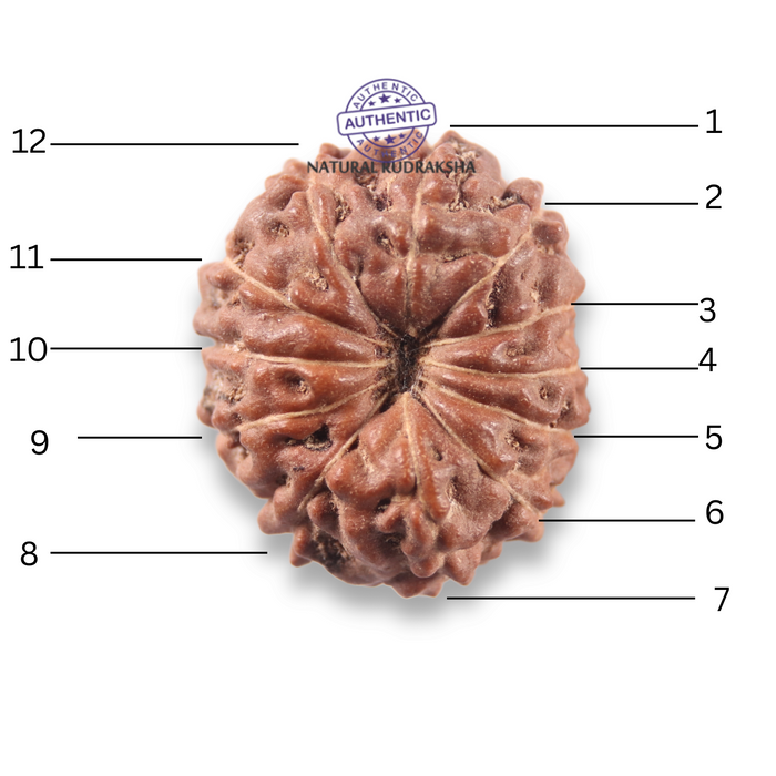 12 Mukhi Indonesian Rudraksha - Bead No. 353