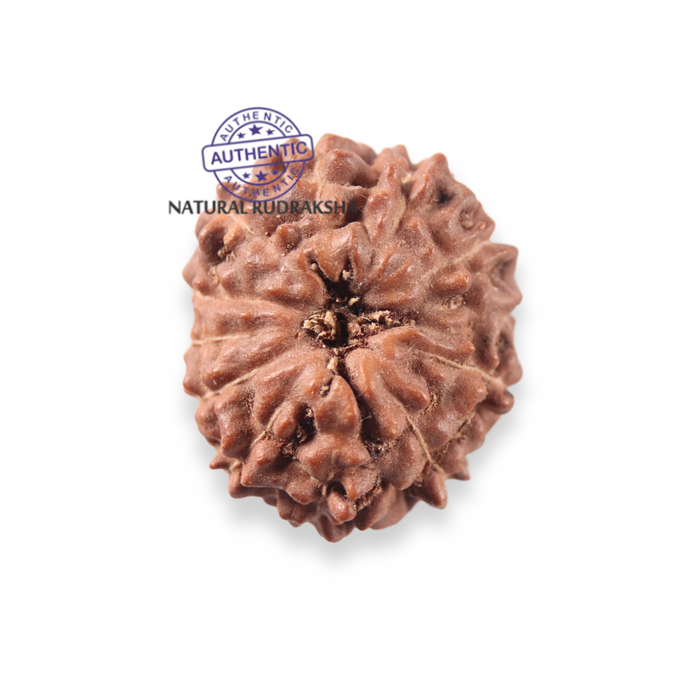 12 Mukhi Indonesian Rudraksha - Bead No. 353