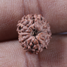 Load image into Gallery viewer, 12 Mukhi Indonesian Rudraksha - Bead No. 353
