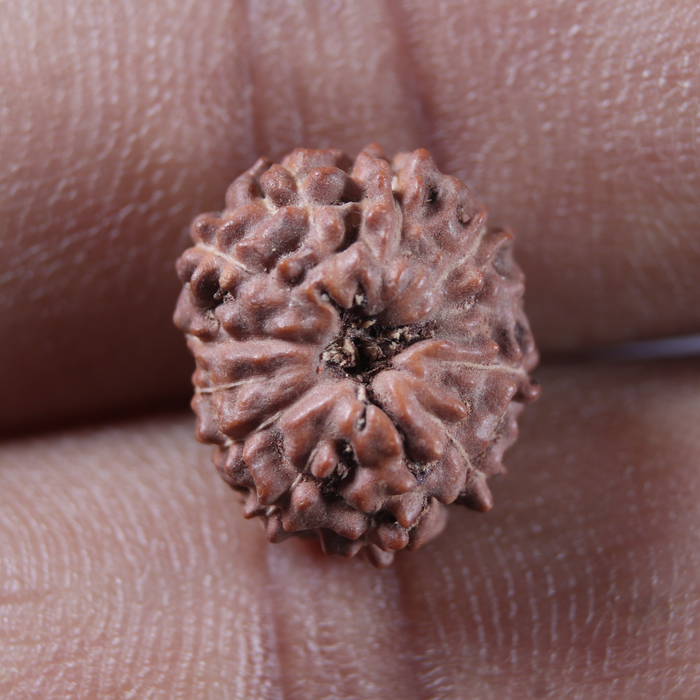 12 Mukhi Indonesian Rudraksha - Bead No. 353