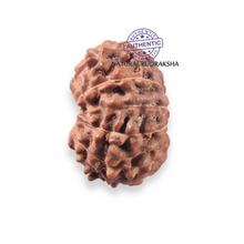Load image into Gallery viewer, 12 Mukhi Indonesian Rudraksha - Bead No. 353
