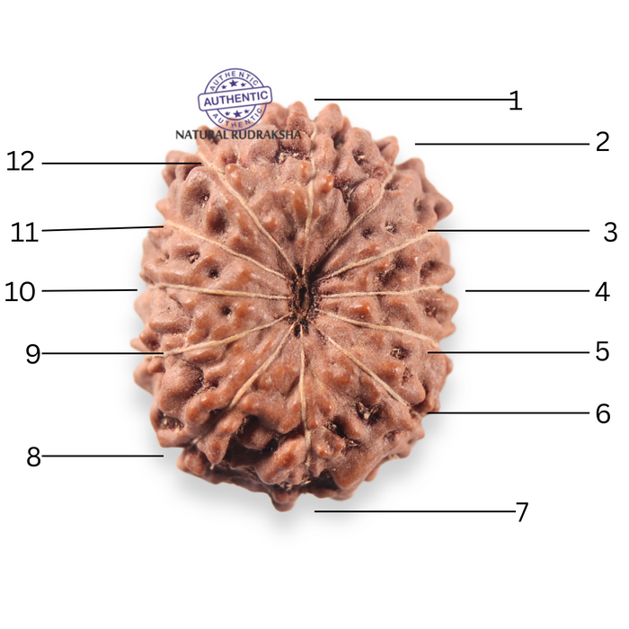 12 Mukhi Indonesian Rudraksha - Bead No. 354