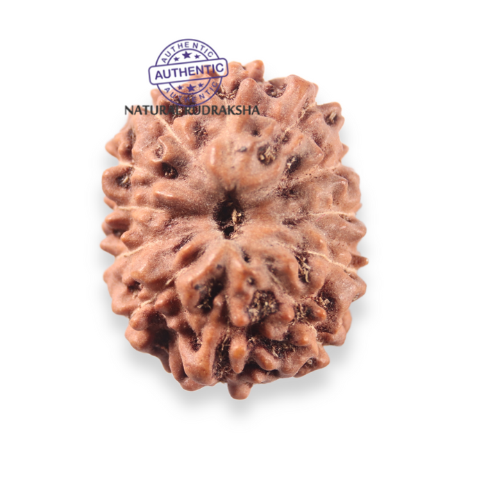 12 Mukhi Indonesian Rudraksha - Bead No. 354