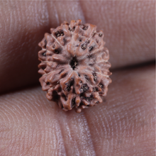 Load image into Gallery viewer, 12 Mukhi Indonesian Rudraksha - Bead No. 354
