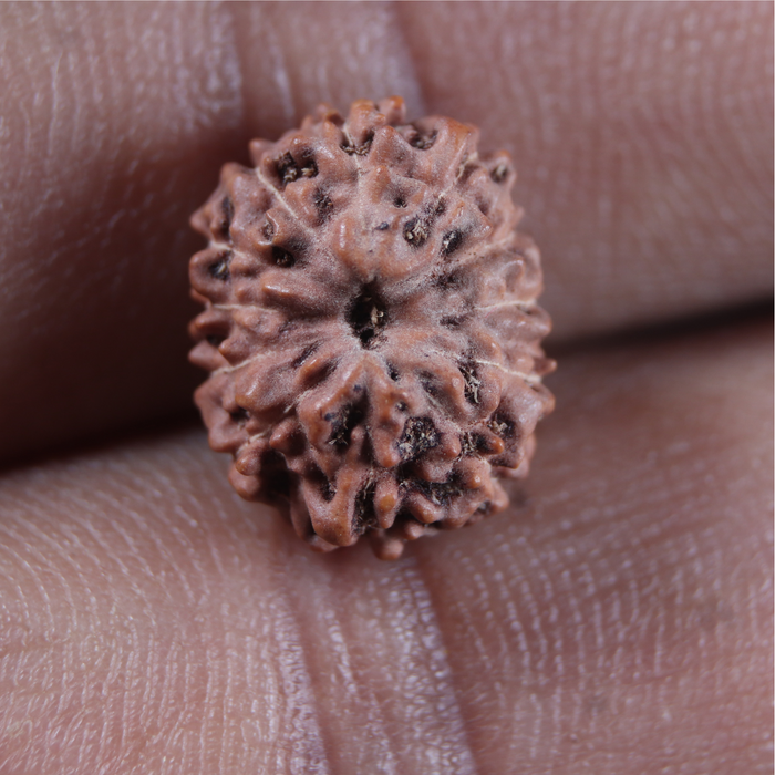 12 Mukhi Indonesian Rudraksha - Bead No. 354