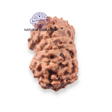Load image into Gallery viewer, 12 Mukhi Indonesian Rudraksha - Bead No. 354
