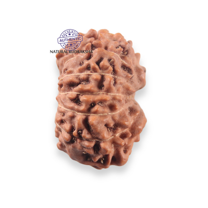 12 Mukhi Indonesian Rudraksha - Bead No. 354