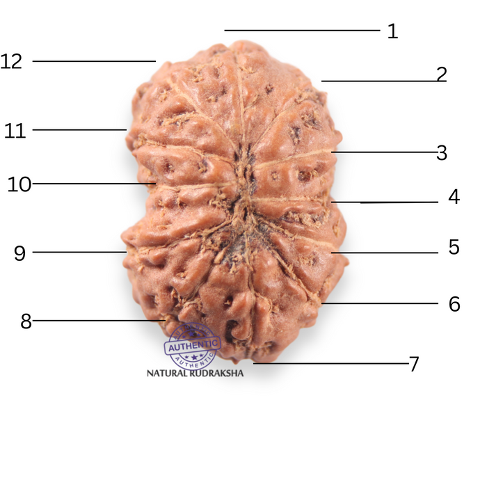 12 Mukhi Indonesian Rudraksha - Bead No. 356