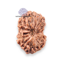 Load image into Gallery viewer, 12 Mukhi Indonesian Rudraksha - Bead No. 356

