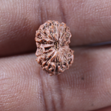 Load image into Gallery viewer, 12 Mukhi Indonesian Rudraksha - Bead No. 356

