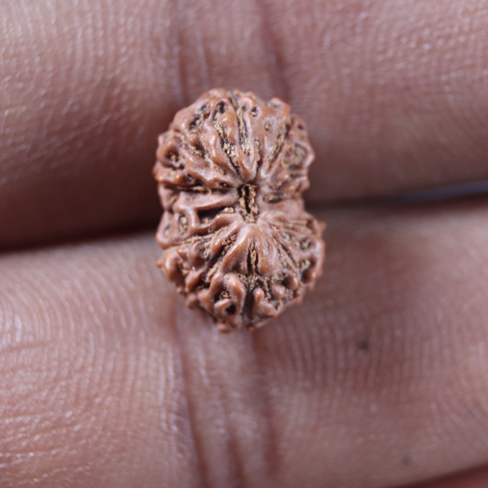 12 Mukhi Indonesian Rudraksha - Bead No. 356