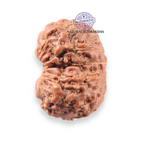 Load image into Gallery viewer, 12 Mukhi Indonesian Rudraksha - Bead No. 356
