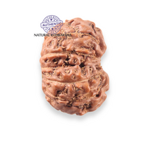 Load image into Gallery viewer, 12 Mukhi Indonesian Rudraksha - Bead No. 356
