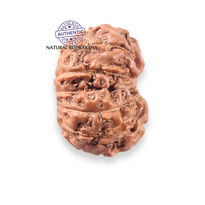 12 Mukhi Indonesian Rudraksha - Bead No. 356