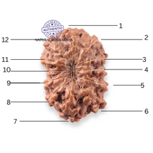 Load image into Gallery viewer, 12 Mukhi Indonesian Rudraksha - Bead No. 357
