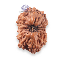Load image into Gallery viewer, 12 Mukhi Indonesian Rudraksha - Bead No. 357
