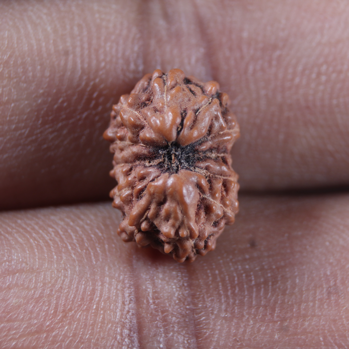 12 Mukhi Indonesian Rudraksha - Bead No. 357