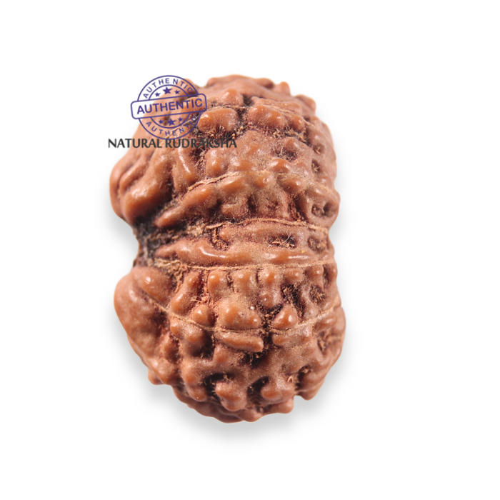 12 Mukhi Indonesian Rudraksha - Bead No. 357