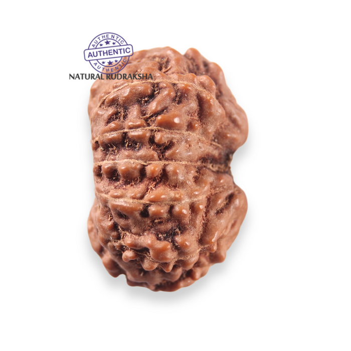 12 Mukhi Indonesian Rudraksha - Bead No. 357