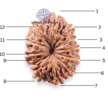 Load image into Gallery viewer, 12 Mukhi Indonesian Rudraksha - Bead No.358

