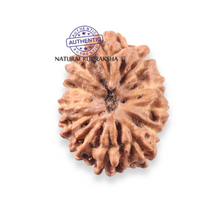 Load image into Gallery viewer, 12 Mukhi Indonesian Rudraksha - Bead No.358
