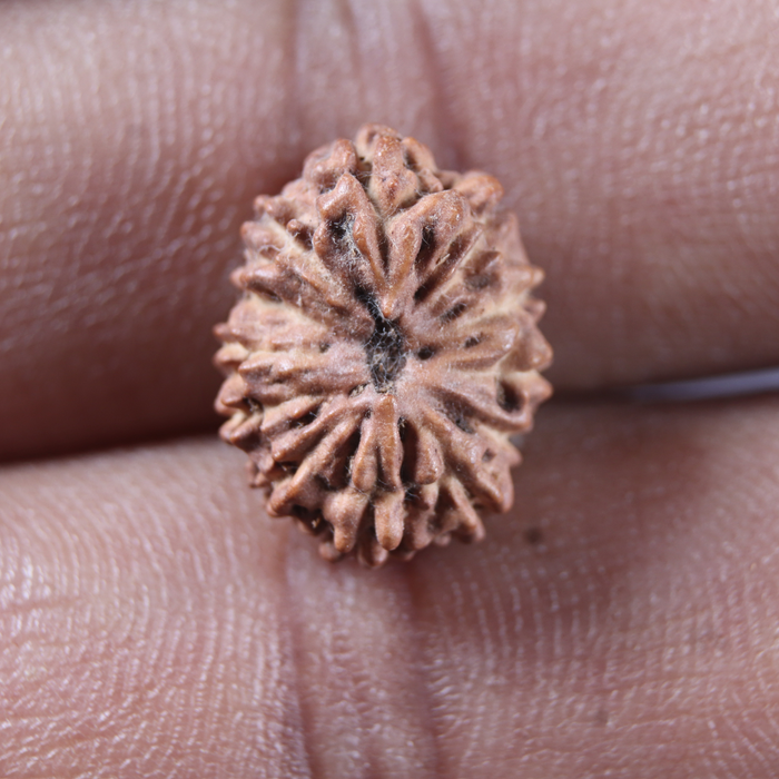 12 Mukhi Indonesian Rudraksha - Bead No.358