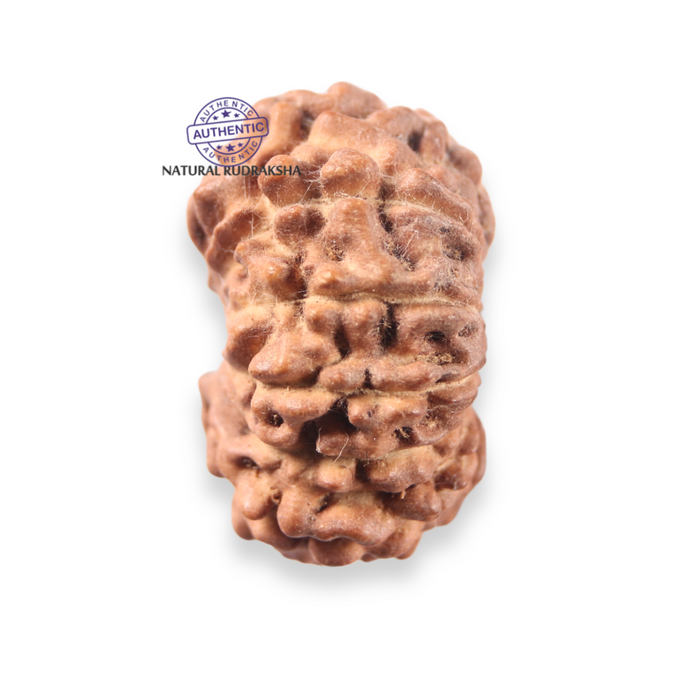 12 Mukhi Indonesian Rudraksha - Bead No.358