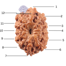 Load image into Gallery viewer, 12 Mukhi Indonesian Rudraksha - Bead No. 360
