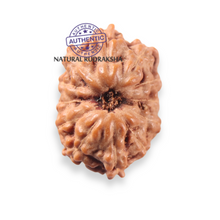 Load image into Gallery viewer, 12 Mukhi Indonesian Rudraksha - Bead No. 360
