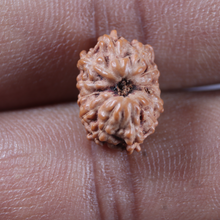 Load image into Gallery viewer, 12 Mukhi Indonesian Rudraksha - Bead No. 360
