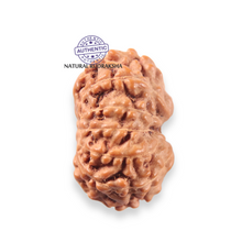 Load image into Gallery viewer, 12 Mukhi Indonesian Rudraksha - Bead No. 360
